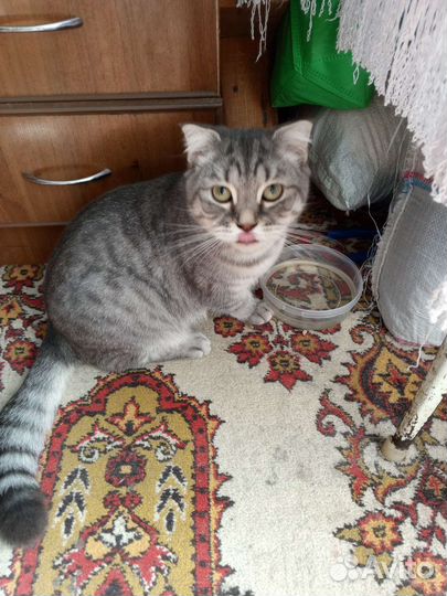 Британская кошка