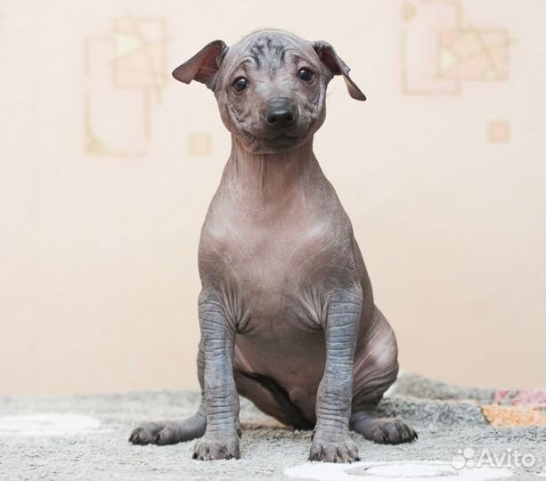 Щенки Ксолоитцкуинтли голые