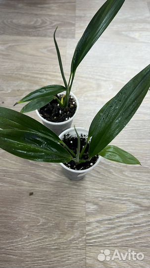 Сциндапсус сильвер spitir