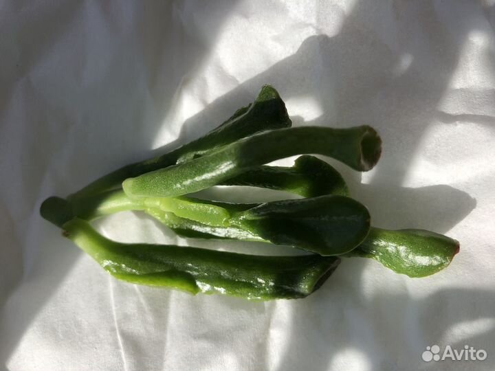 Крассула Фрогги