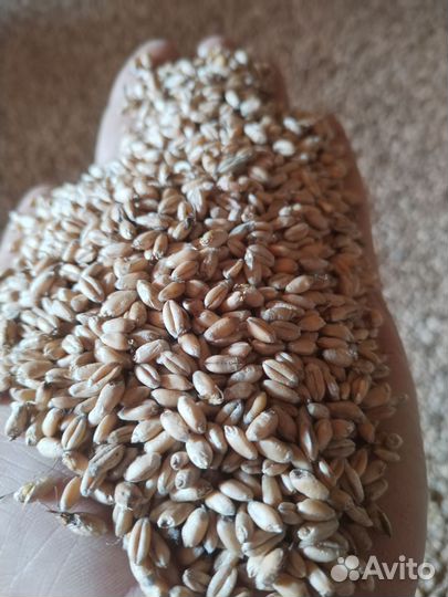 Корма для животных