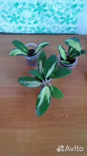 Кротоны и Хойи