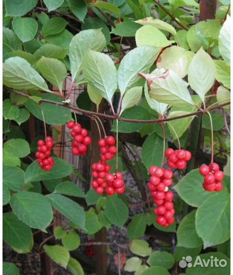 Лимонник китайский саженцы