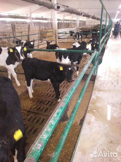 Телята бычки