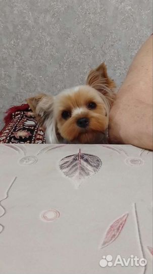 Йоркширский терьер щенки