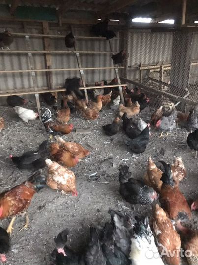 Петухи Домашние Цветные