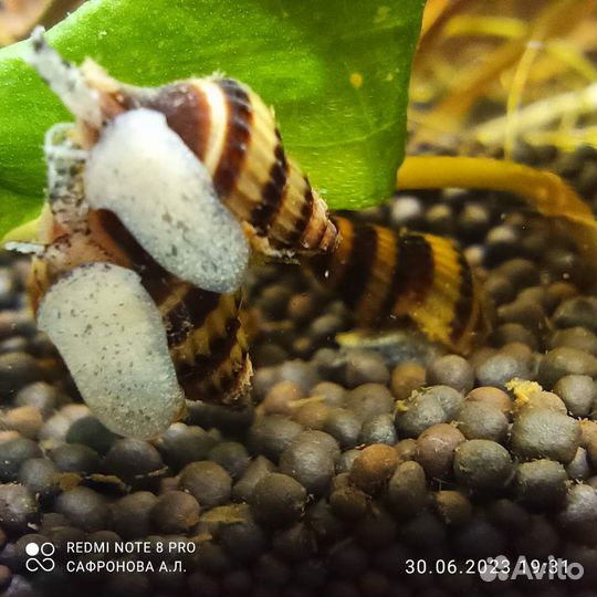 Хелены и петушки