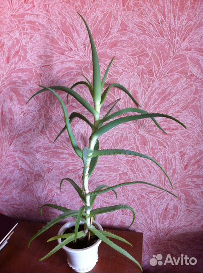 Алое, Декабрист