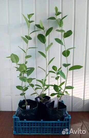 Черноплодная рябина(арония) саженцы