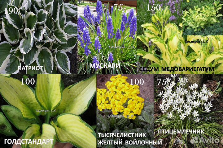 Почвопокровные Многолетники Хосты Почтой (Часть1)