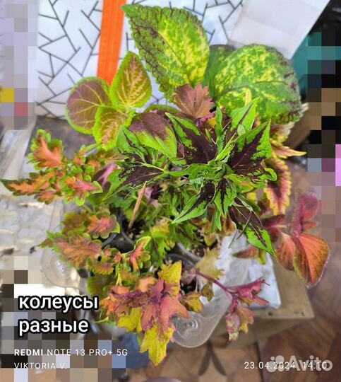 Колеусы разные