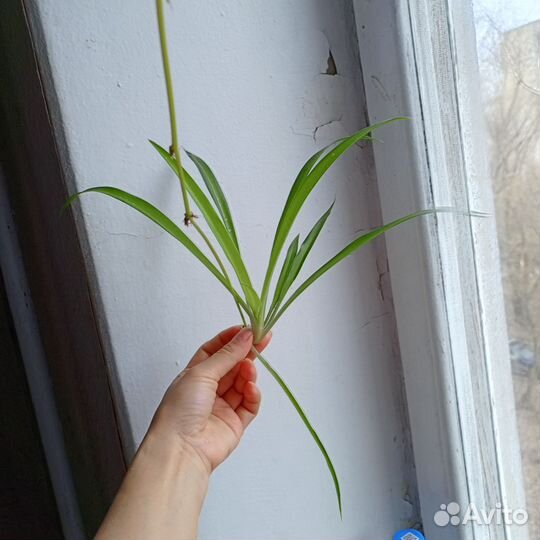 Хлорофитум. Большая хорошая детка. Бесплатно