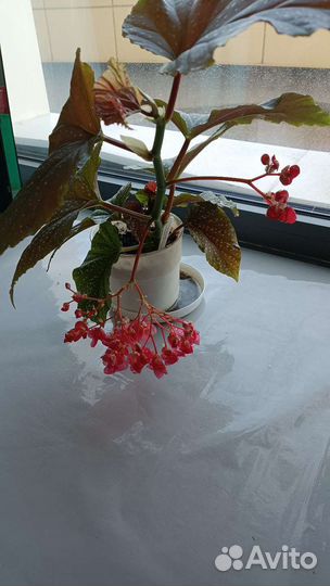 Бегония Королевская пятнистая или крапчатая