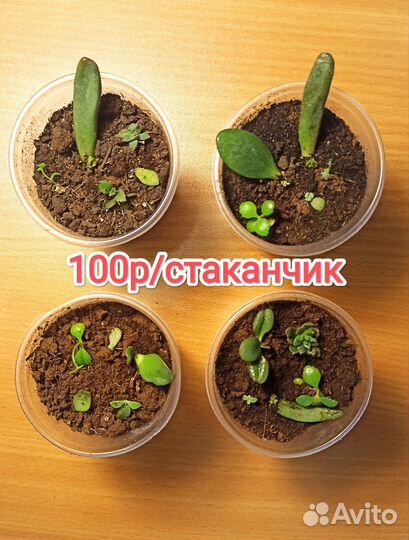 Маленький набор суккулентов