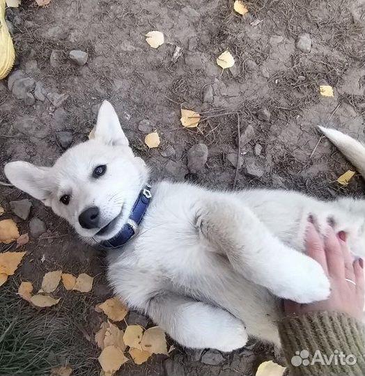 Отдаем в добрые руки щенка