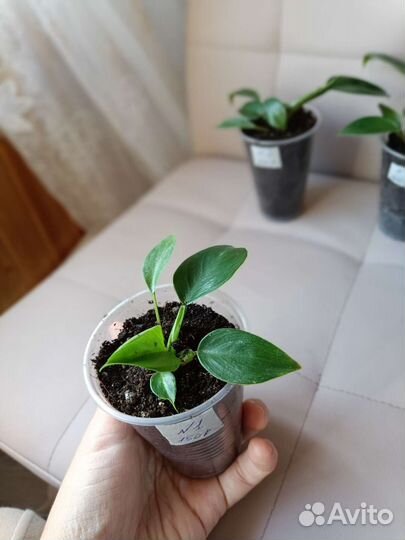 Филодендрон Грин Принцесс