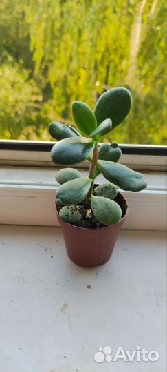 Толстянка, каланхоэ войлочное, папоротник