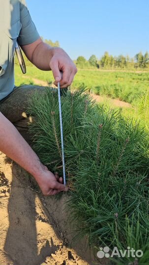 Саженцы сосны окс