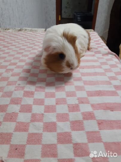 Морская свинка