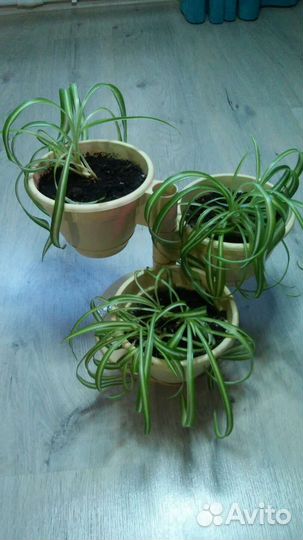 Хлорофитум кудрявый
