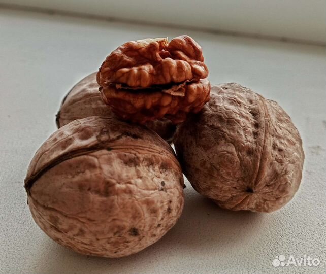 Орех грецкий