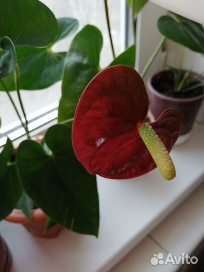 Комнатные цветы Антуриум(Мужское счастье)