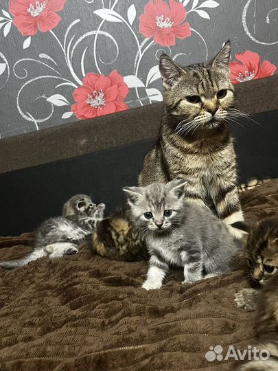 Шотландские котята