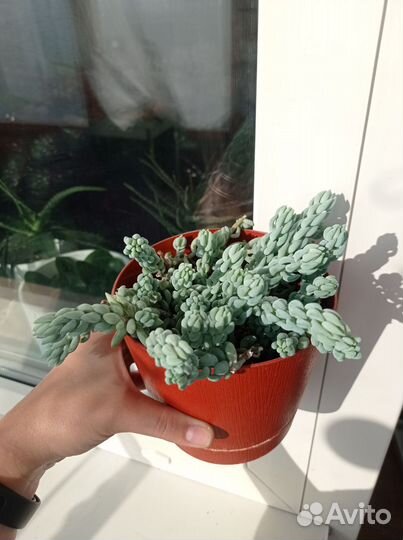 Агава,алоэ, растения