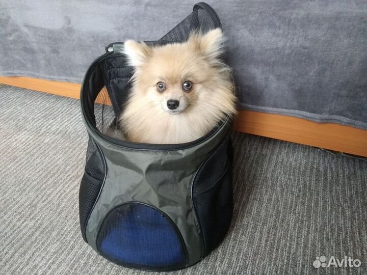 Переноска для собак