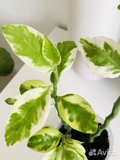 Педилантус вариегатный 50 см