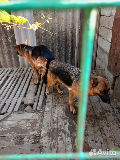 Собака немецкая овчарка