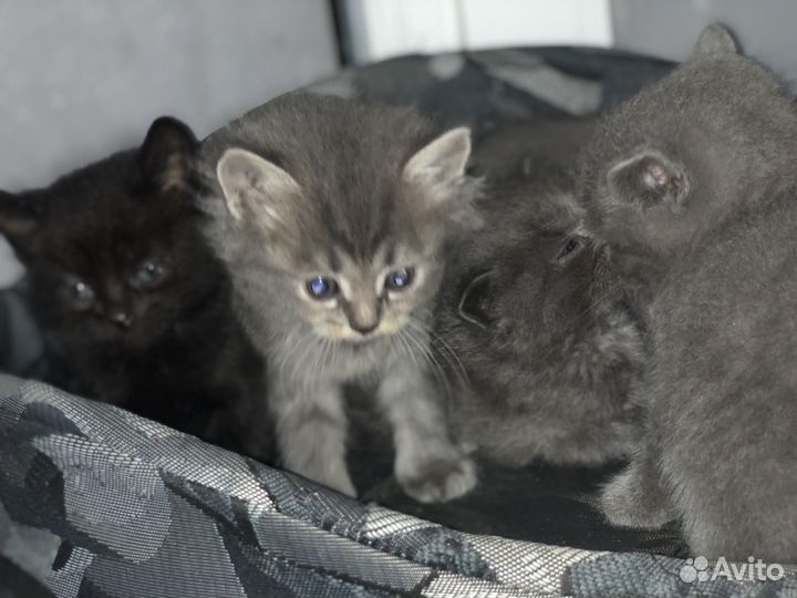 Котята в добрые руки