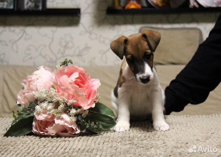 Фокстерьер щенки