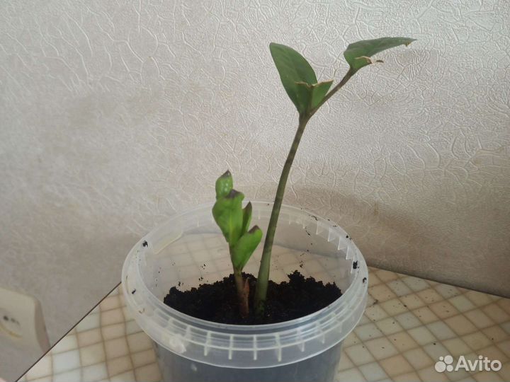 Замиокулькас