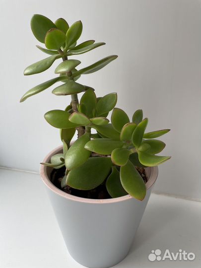 Толстянка денежное дерево