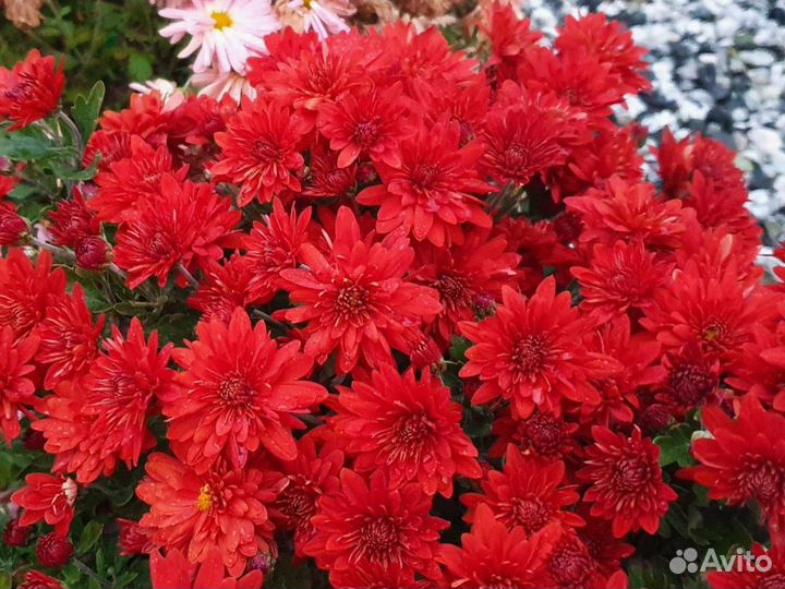 Хризантема Корейская Червона Калына Саженцы
