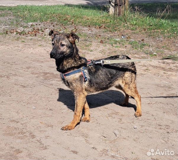 Собака в приюте
