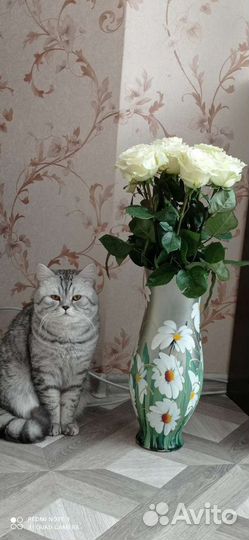 Шотландский котик Скоттиш Фолд вязка