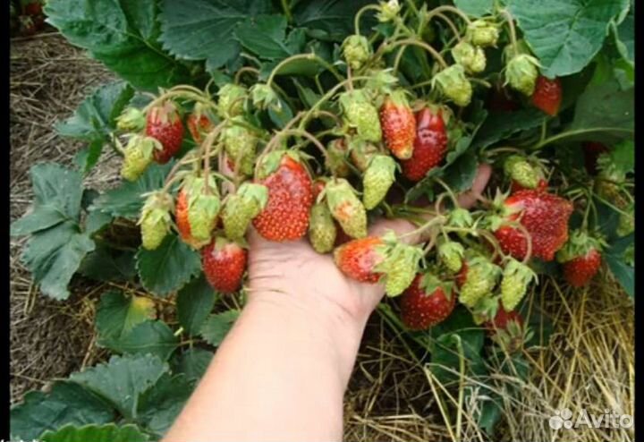 Клубника купчиха