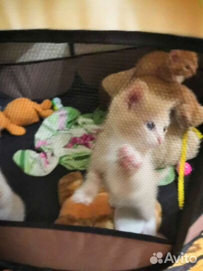 Милые котята