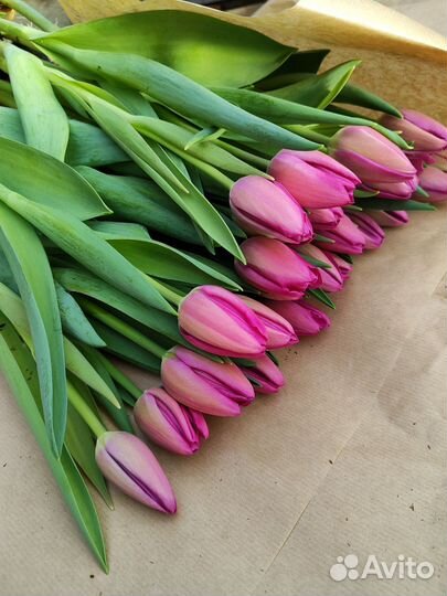 Детки тюльпанов