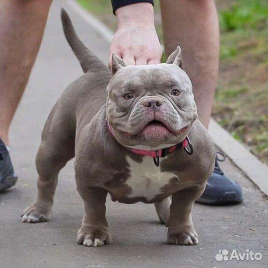 Щенки американского булли