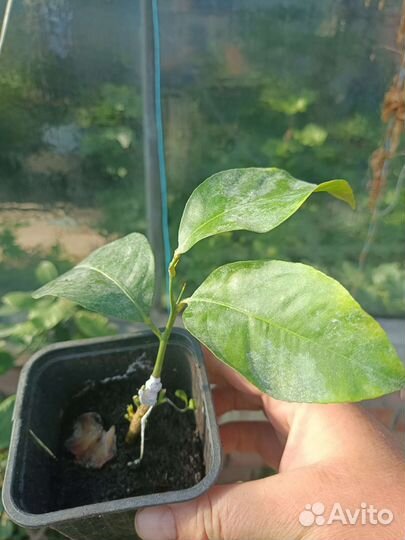 Цитрусовые растения