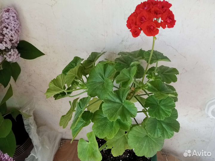 Пеларгония розебудная