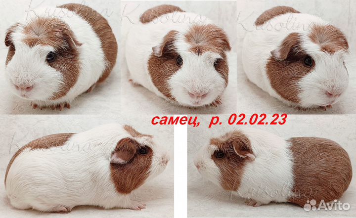 Морская свинка короткошерстная