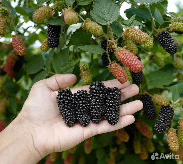 Ежевика (много сортов)