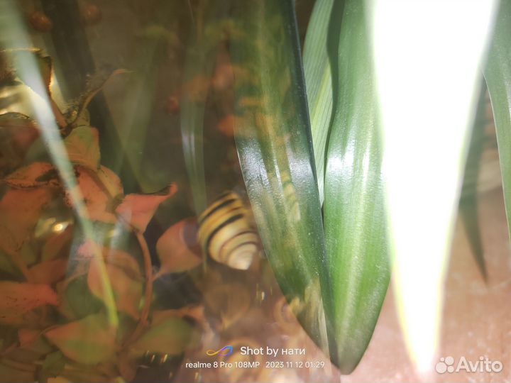 Улитки спикси