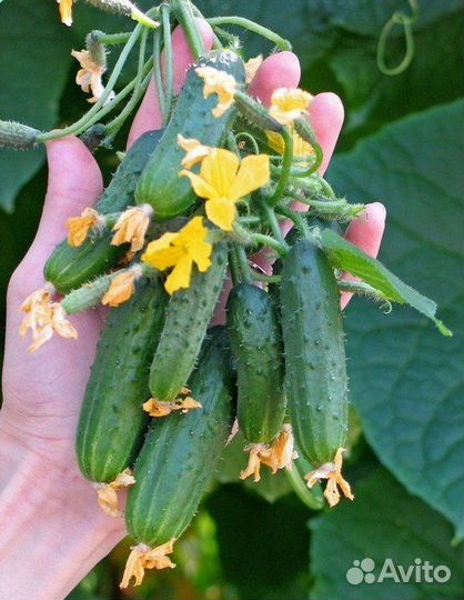 Семена удивительного гибрида огурца