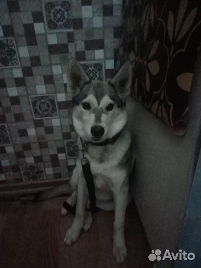 Домашние животные