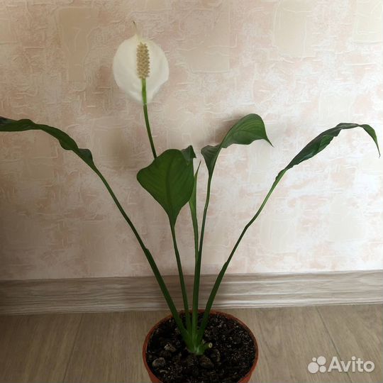 Спатифиллум обильно цветущий и Уоллиса